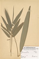 藏品(包籜矢竹)的圖片